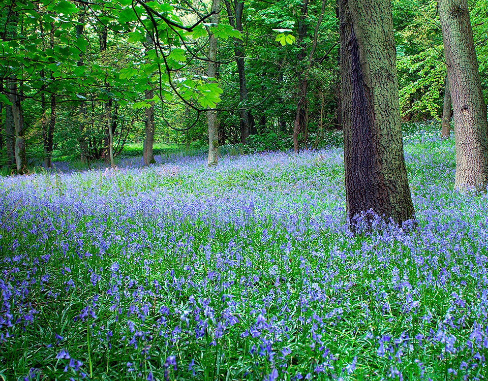 Bolton Abbey Easter Trail
