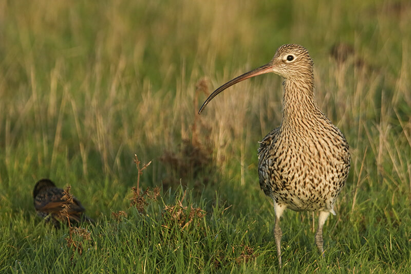 Curlew and Endangered Wader Safari