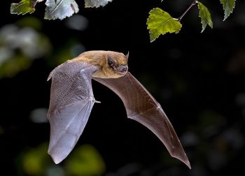 Bat mid flight