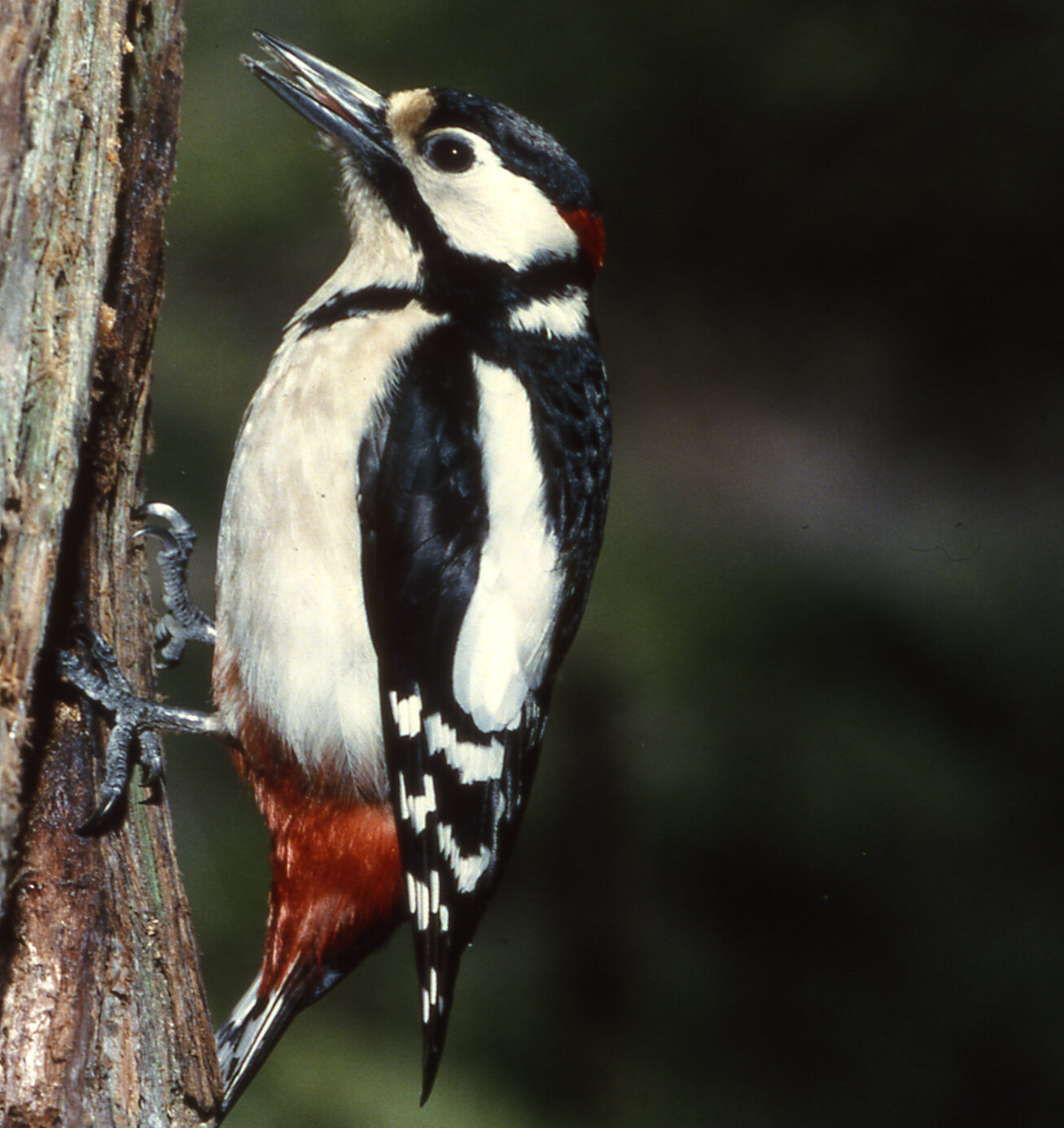 The Great Spotted Woodpecker clinging on the side of a tree width=
