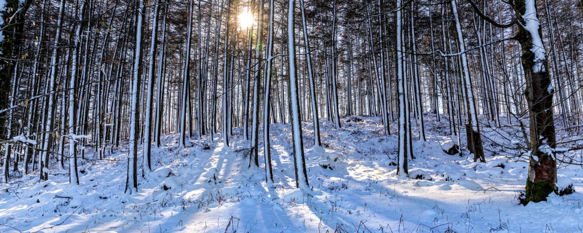 A low sun peering through tall thin trees on a clear but snowy day