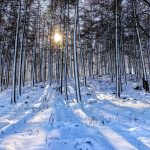 A low sun peering through tall thin trees on a clear but snowy day