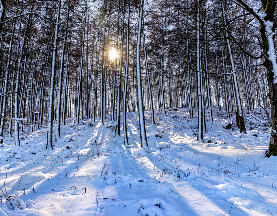 A low sun peering through tall thin trees on a clear but snowy day